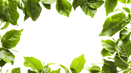 Versatile Green Leaves Frame Images for Your Creative Projects