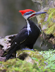 Fototapeta premium Pileated woodpecker portrait sitting on a tree trunk into the forest with green foreground, Quebec, Canada