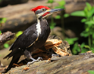 Fototapeta premium Pileated woodpecker portrait sitting on a tree trunk into the forest with green foreground, Quebec, Canada