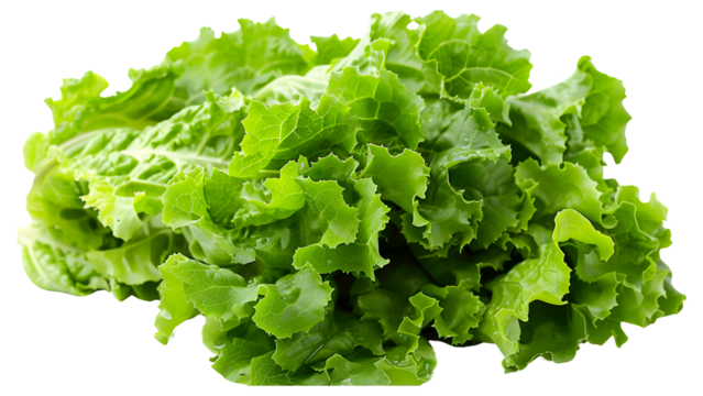 Green lettuce isolated on a transparent background, PNG, Ai