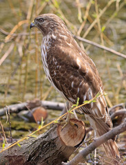 Red-shouldered Hawk perched on a trunk on the swamp, Montreal, Canada