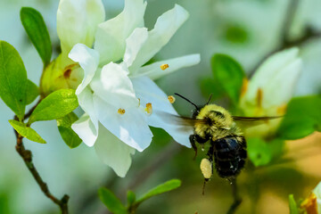 Bees and flowers