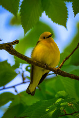 Prothonotary Warbler