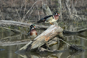 Wood ducks