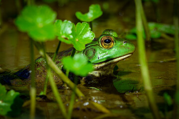 Green Frog