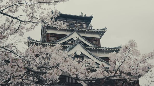 Cherry Tree Blossoming Outside Hiroshima Castle In Hiroshima, Japan. low angle shot