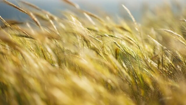 Closeup of grass moving with the wind