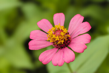 Fototapeta premium zinnia elegans flower blooming perfectly isolated beautiful green bokeh background