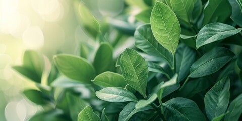 Naklejka premium Green Leaves Close-up with Soft Sunlight