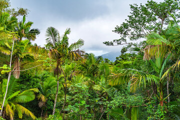 lush foliage and glimps of hills behind clouds at el yunque national forest in puerto rico