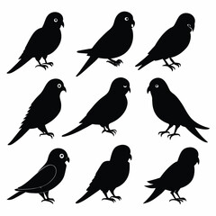 Set of Budgerigar animal black silhouettes vector on white background