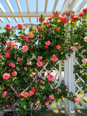 植物園に咲く薔薇の花