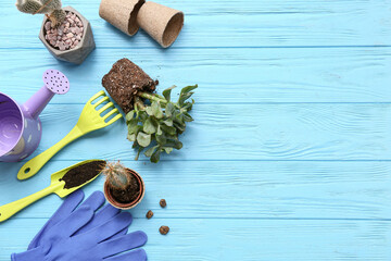 Composition with plant and tools for transplanting on blue wooden background. Top view