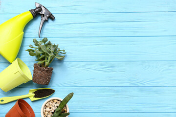 Plant and gardening tools on blue wooden background. Top view