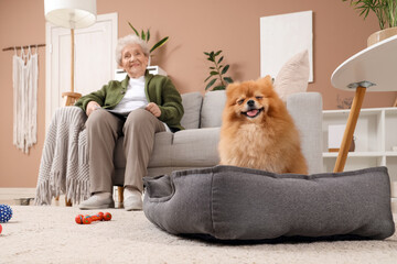 Cute Pomeranian dog in pet bed with senior woman at home, closeup