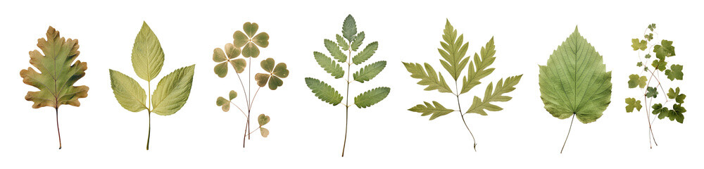 Dried leaves png cut out element set