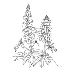 spider with botanical illustration drawing sketch black and white drawing wild flower drawing 