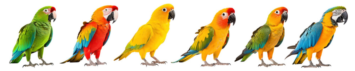 Fototapeta premium Colorful Parrots png on transparent background