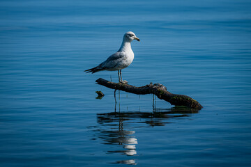 seagull on a branch