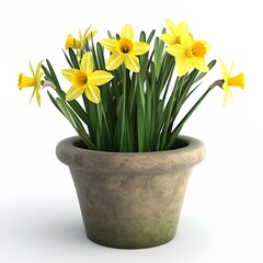 Outdoor Flower Pot with Vibrant Yellow Daffodils in Full Bloom