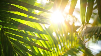 landscape of sunlight filtering through palm leaves on tropical beach