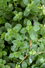 Oregano fresco y verde en la huerta 
