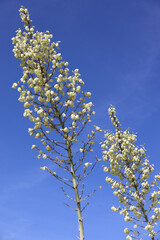 Yucca flowers with blue sky background