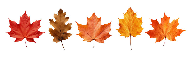 Maple leaf png element set on transparent background