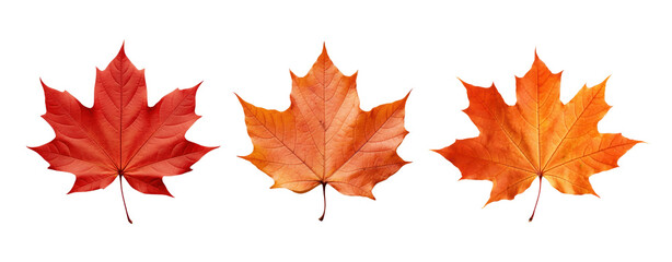 Maple leaf png element set on transparent background