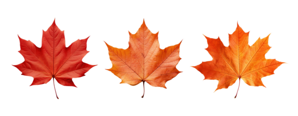 Maple leaf png element set on transparent background