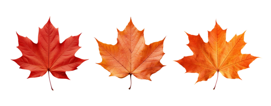 Maple leaf png element set on transparent background