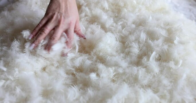 Softness and fluffiness of white goose feathers