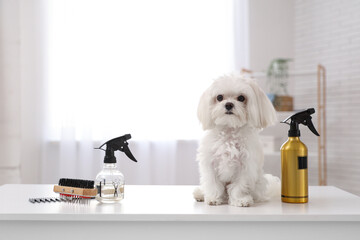 Cute Maltese dog on table with groomer accessories in salon