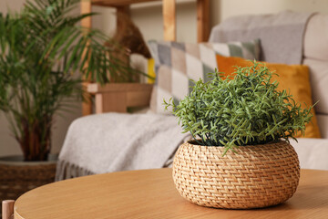 Wicker pot with houseplant on coffee table near sofa in living room, closeup