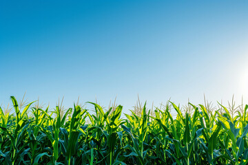 Obraz premium Green summer cornfield under the clear blue sky.