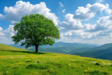 Obraz premium Green tree on the meadow in the mountains. Beautiful summer nature background
