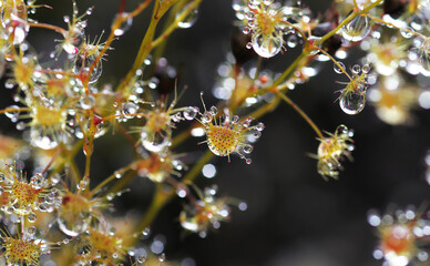  Drosera peltata Thunb, family Droseraceae, one of the insectivorous plants found in Thailand.