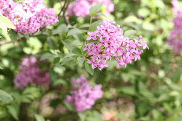 Blooming violet lilac tree on beautiful spring day