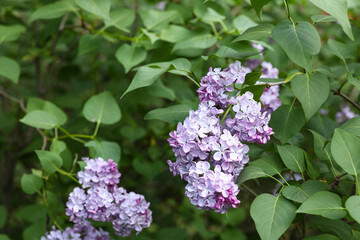 Blooming violet lilac tree on beautiful spring day
