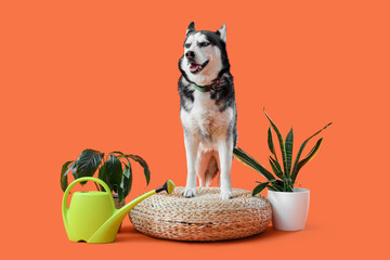 Cute husky dog with wicker pouf, houseplants and watering can on orange background © Pixel-Shot