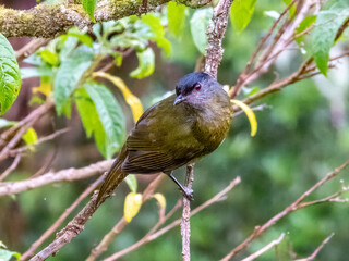 Black-and-yellow Silky-flycatcher - Phainoptila melanoxantha in Costa Rica