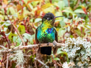 Fiery-throated Hummingbird - Panterpe insignis in Costa Rica