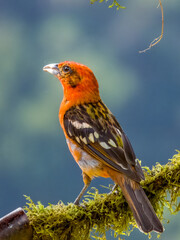 Flame-coloured Tanager - Piranga bidentata in Costa Rica