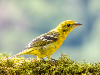 Flame-coloured Tanager - Piranga bidentata in Costa Rica