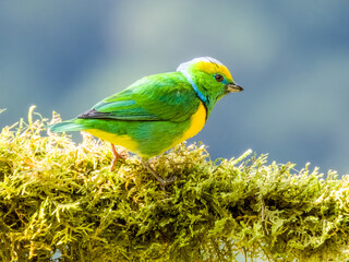 Golden-browed Chlorophonia - Chlorophonia callophrys in Costa Rica