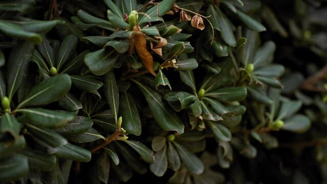 Close-up of quercus coccifera, commonly known as kermes oak, in its natural habitat in murcia, spain