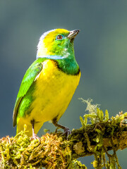 Golden-browed Chlorophonia - Chlorophonia callophrys in Costa Rica