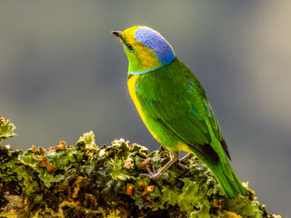 Golden-browed Chlorophonia - Chlorophonia callophrys in Costa Rica