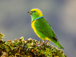 Golden-browed Chlorophonia - Chlorophonia callophrys in Costa Rica