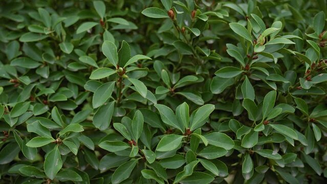 Dense green foliage of a mediterranean shrub, possibly myrtus communis, flourishing in murcia, spain's coastal environment.